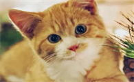 猫咪能吃生虾仁吗