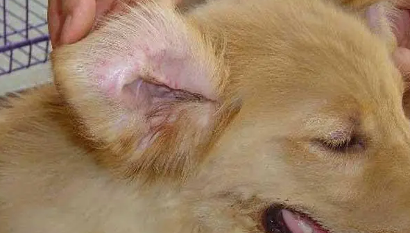 犬瘟狗一直叫是什么症状