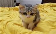 风水大师说捡猫养好不