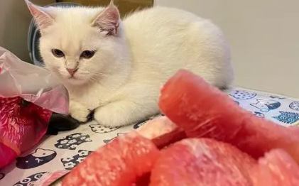 猫咪能吃红心柚子吗 猫咪能吃红心柚子吗
