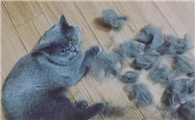 夏天猫掉毛多正常吗