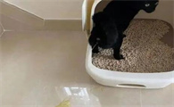 公猫乱尿是什么原因