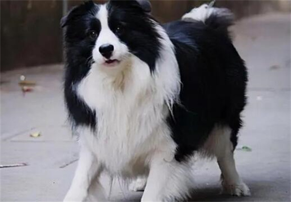 揭秘狗狗智商TOP15,你能认出几个? 揭秘狗狗智商TOP15,你能认出几个?