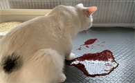 猫大便带血是什么原因