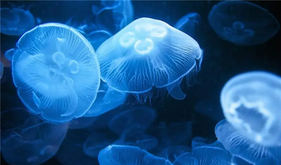 什么是海月水母