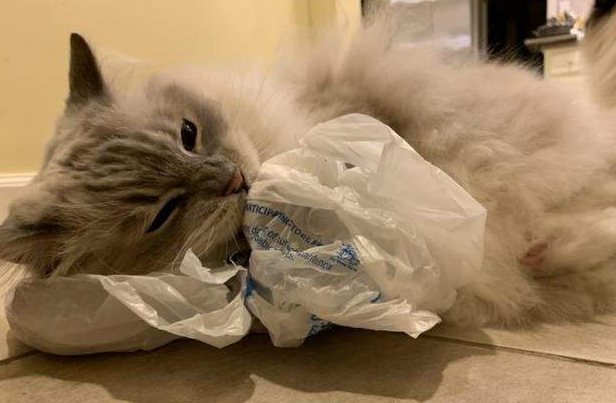 猫吃塑料袋怎么回事