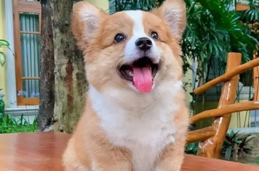 柯基犬身上味道很大怎么去除