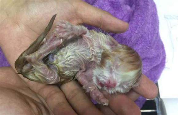 刚生出来的小猫不动