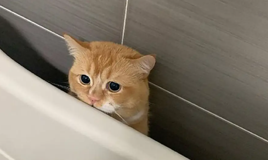 打了猫咪后见到主人就躲