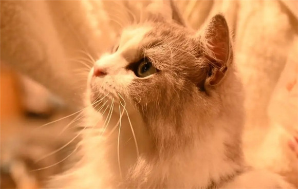 猫吃了虾头不舒服怎么办