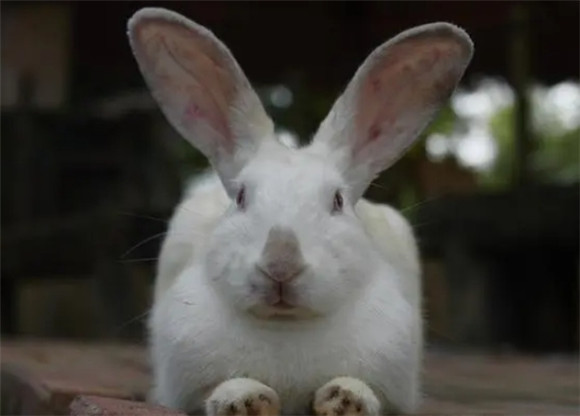 小兔子拉稀会死掉吗 小兔子拉稀会死掉吗