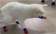 猫穿袜子对猫有伤害吗