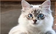 猫的外形特点描写