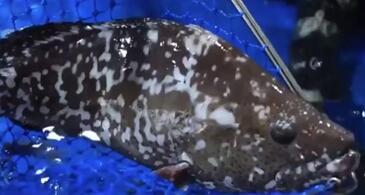 海鲜石斑鱼多少钱一斤 海鲜石斑鱼多少钱一斤