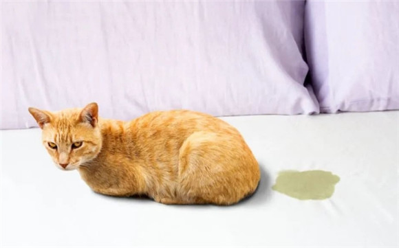 猫到处乱尿是什么原因
