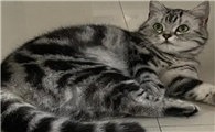 猫掉毛最好的解决办法