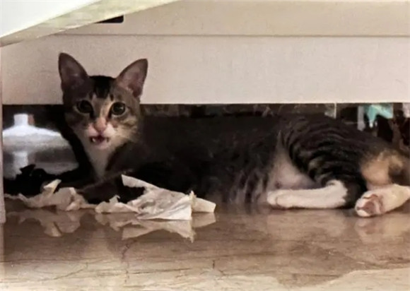 床底很脏猫喜欢钻进去怎么办