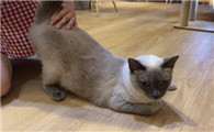猫吹什么意思啊