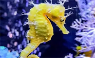公海马好还是母海马好