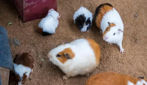 荷兰猪的喂养方法,你学会了吗? 荷兰猪的喂养方法,你学会了吗?