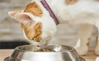 猫的现代诗