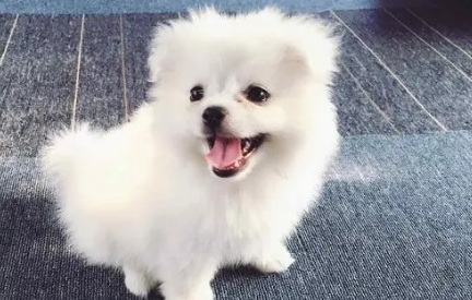 五大热门宠物犬种特性揭秘
