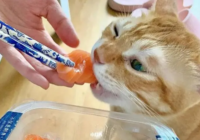 猫吃什么不掉毛