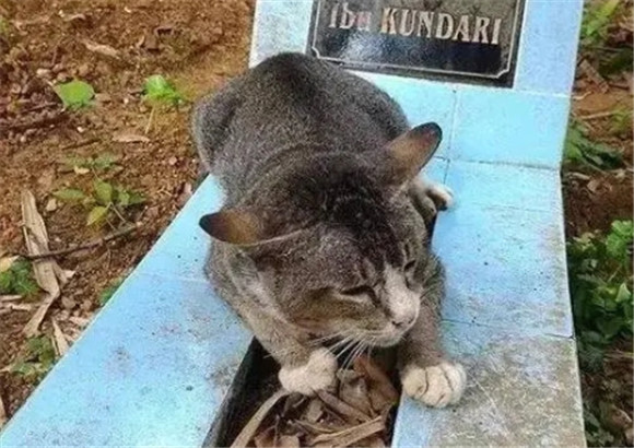 棺材为什么不能让猫靠近