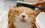 宠物猫掉毛严重怎么办