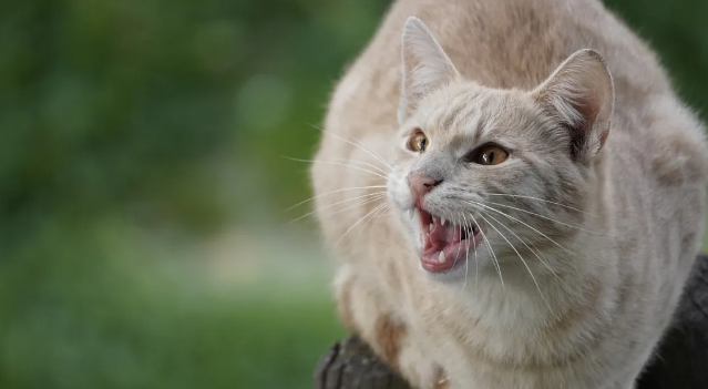 如果猫有这几种异常行为,主人需在意! 如果猫有这几种异常行为,主人需在意!