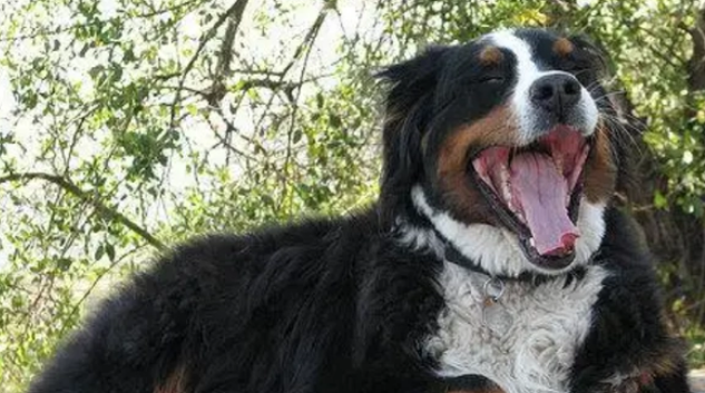 圣伯纳和伯恩山犬的区别是什么？