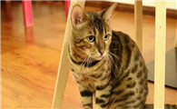 好养又便宜的猫