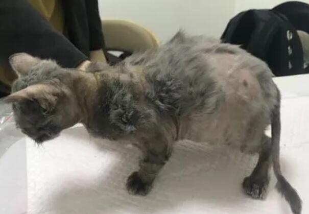 猫传腹是被吓出来的病