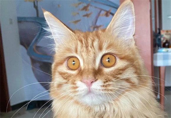 带猫的可爱昵称 带猫的可爱昵称