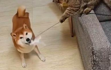 猫拿逗猫棒戏弄柴犬震惊全网