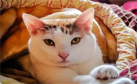 风水学来讲家里养几只猫好