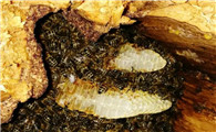 蜜蜂巢虫怎么办