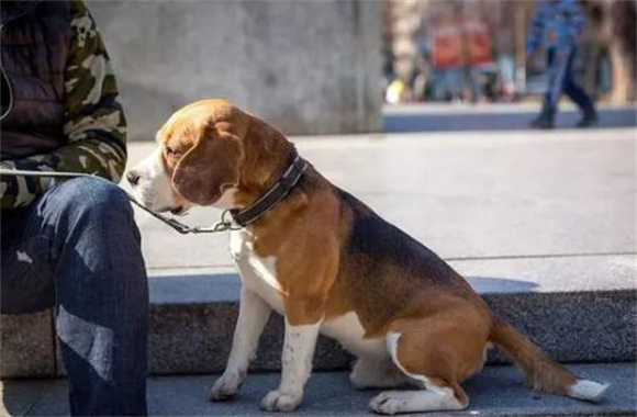 巴吉度vs比格犬，关键区别一览