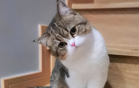 刚出生的小猫会死吗