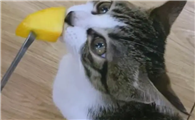 猫能吃橙子黄桃吗