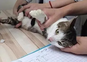 肺结节养猫会不会加重