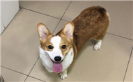 两个月的柯基犬要注意什么