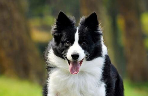 边境牧羊犬可以喂剩饭菜吗