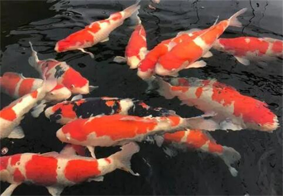 顶级日本锦鲤图片