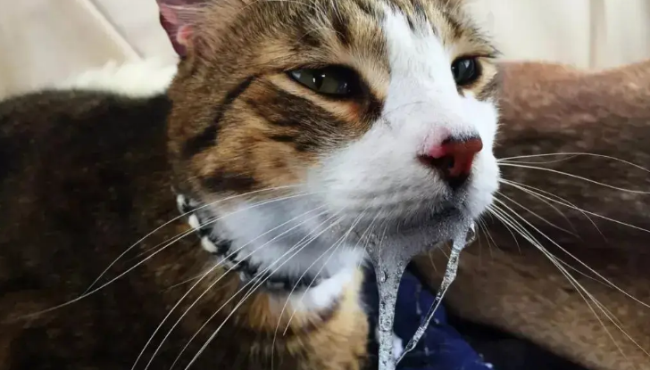 猫吃完药一小时后呕吐怎么办