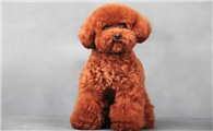 泰迪犬好养吗,优缺点分析