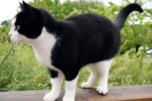 黑猫四脚白寓意着什么