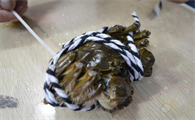 大闸蟹容易死吗