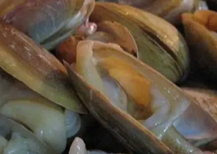 河蚌能清鱼粪吗 河蚌能清鱼粪吗