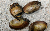 甲亢能吃河蚌吗
